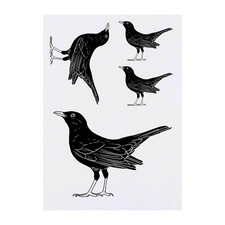 4 x 'Blackbird' Temporary Tattoos / Transfers TO00050781 