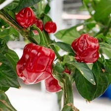 25  seeds Caribbean Red  hot pepper garden planting spicy food