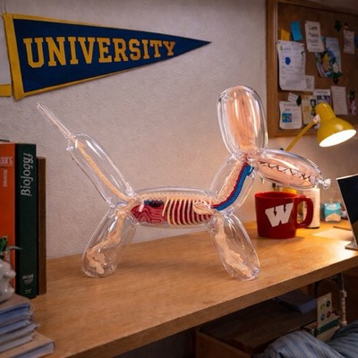 4D Master Jason Freeny Anatomy Transparency Balloon Dog 26PCS Art