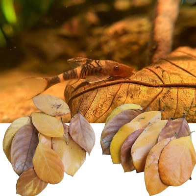 Organic Ceylon Dried Jackfruit Leaves for Shrimp and Fish Aquariums - 100 Pieces