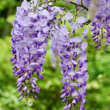 15 X Wisteria Seeds