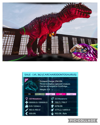 ark survival ascended pve 885MELEE FULL GROW 100% IMPRINTED CARCHA