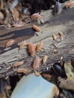 45+ ct Porcellionides pruinosus 'Powder Orange' Isopods — photo 2