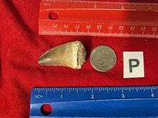 Fossil Dinosaur Mosasaur Mosasaurus Tooth Giant Large 70 million years old