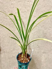 Cymbidium ensifolium Jin Qi  Variegated Plants  SapphireChild Orchids