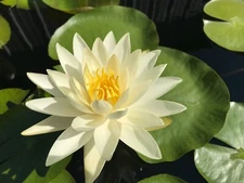 Water Lily Moondance White Winter-Hardy Sprouted Tuber Rhizome