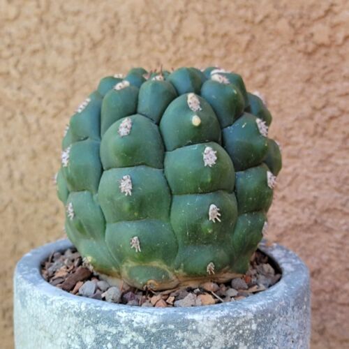 Gymnocalycium Saglionis - Large Size - Rare Cactus - Exact Specimen