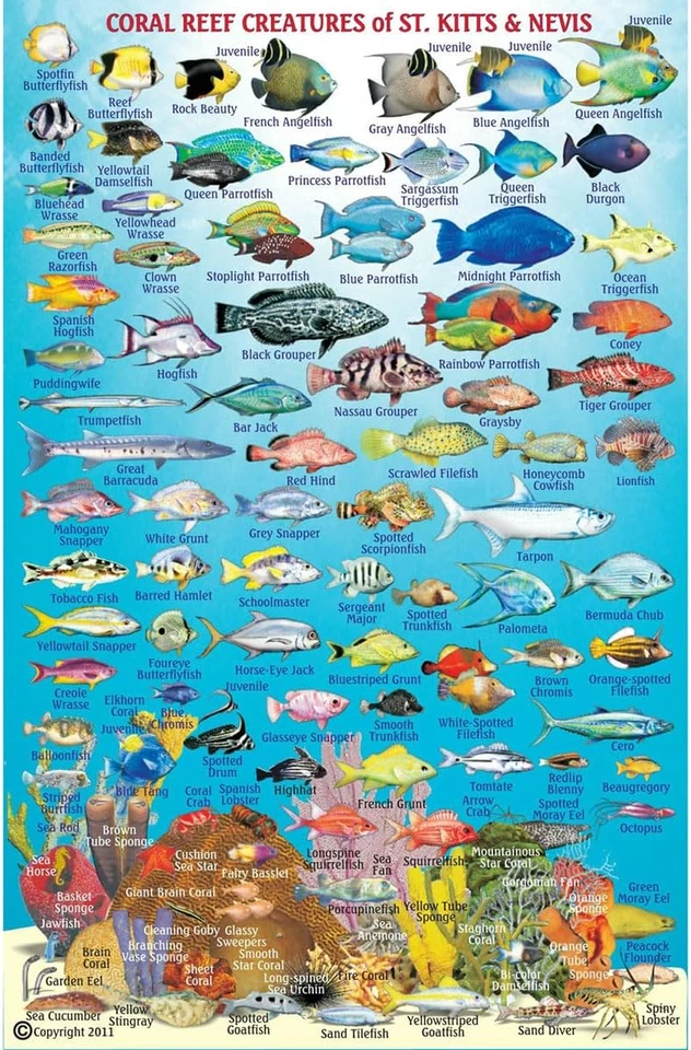Mapa de buceo de San Cristóbal y Nieves guía de criaturas de arrecife tarjeta de peces laminados Foto 2 de 2