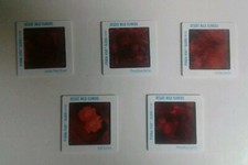 Pana-Vue Slide Set - Desert Wild Flowers