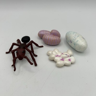 Ant Life Cycle Set - Eggs, Larvae, Pupa, Adult Ant, (4 Pieces) EUC