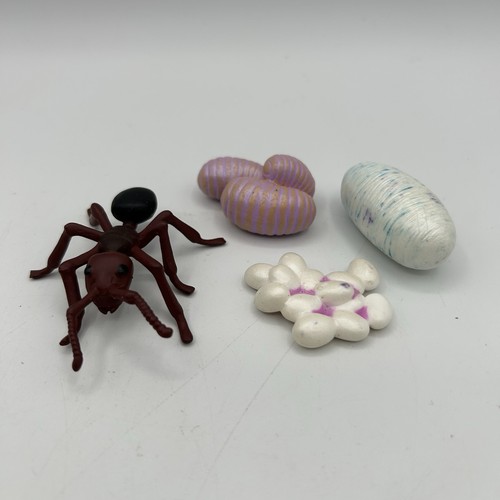 Ant Life Cycle Set - Eggs, Larvae, Pupa, Adult Ant, (4 Pieces) EUC