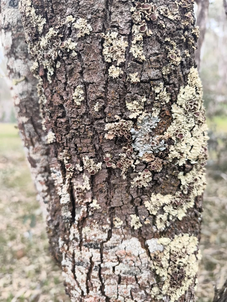 Shredded Acacia Acuminata Bark, Narrow Phylodde Variety - image 4 of 4