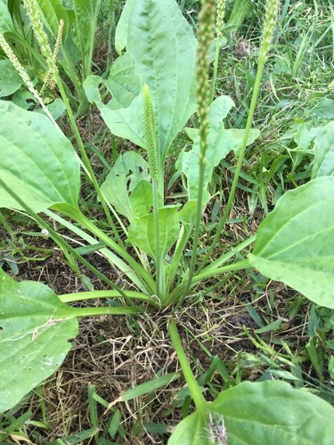 2000 Broad Leaf Home Garden Organic Plantain Plantago Major Rosularis Herb Seeds - Picture 2 of 4