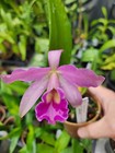 Slc Endlesss Summer (Bc Walter August x Slc Tokyo Life) Bs Orchid Plant - A