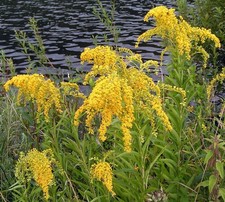 5 Solidago Golden Rod Plants Perennial Yellow Ground Cover Wildlife