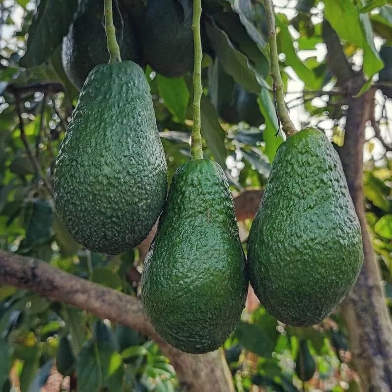 Avocatier Persea americana Jimenez : fini les avocats sans goût du magasin