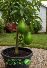 Avocado Tree Seedling (Semil-34 Type) – Live Tropical Starter Plant