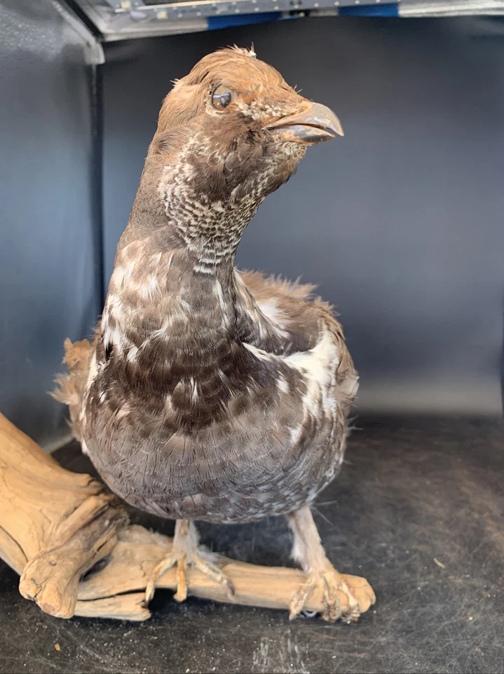 Taxidermia de urogallo, cola rota. Foto 3 de 4