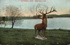 Postcard MA Haverhill Massachusetts Deer & Lake Posted 1910 Vintage PC H2880