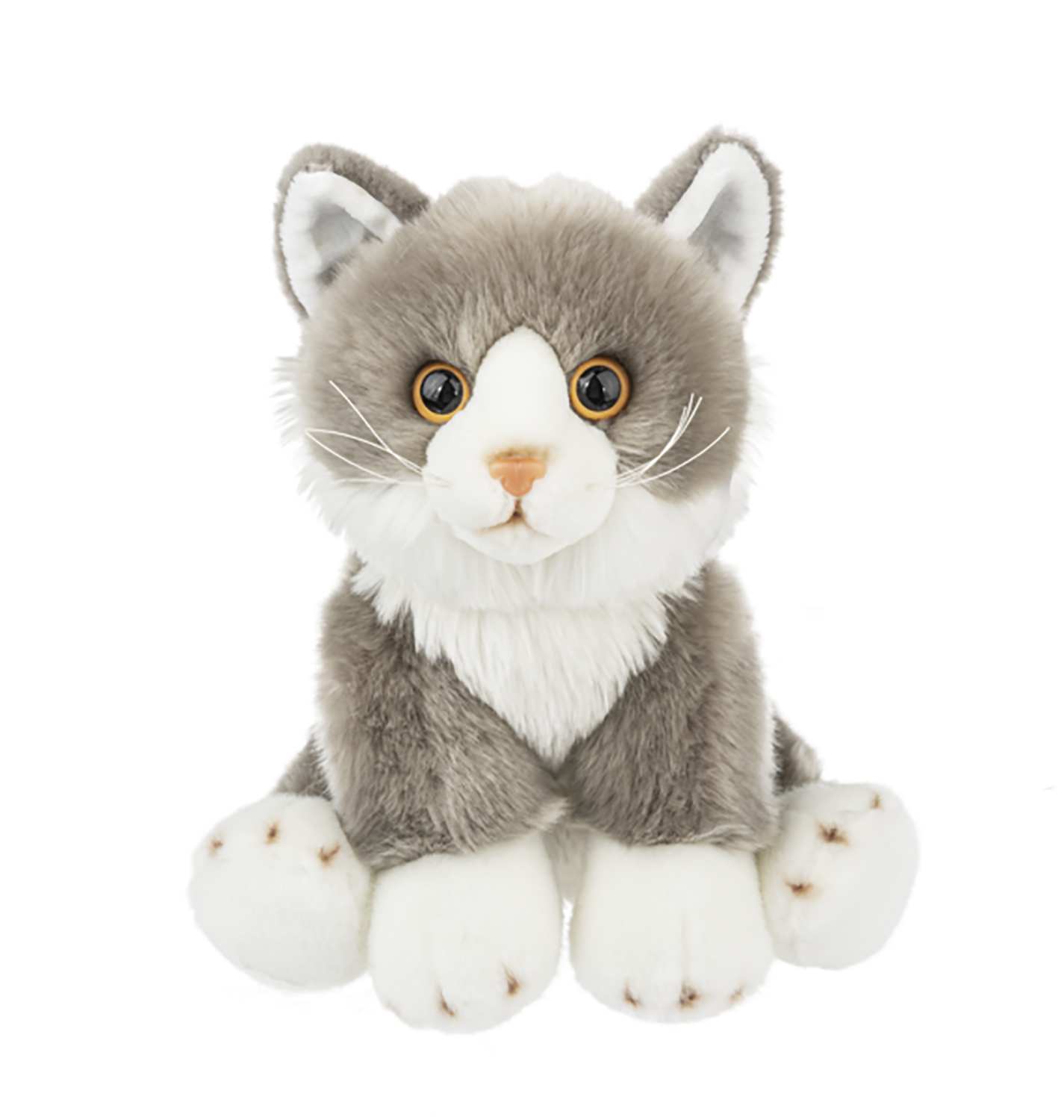 pomeranian dog small puppy