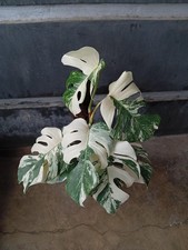 Real Picture Monstera White Tiger Variegated Big Size Rare Plant