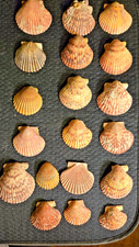 Vintage Sea Scallop Shells LOT OF 19 Gorgeous - Northeast Atlantic Ocean