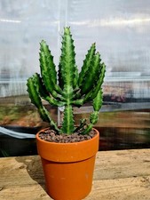 Euphorbia Lactea | LARGE succulent plant in a 20cm terracotta pot