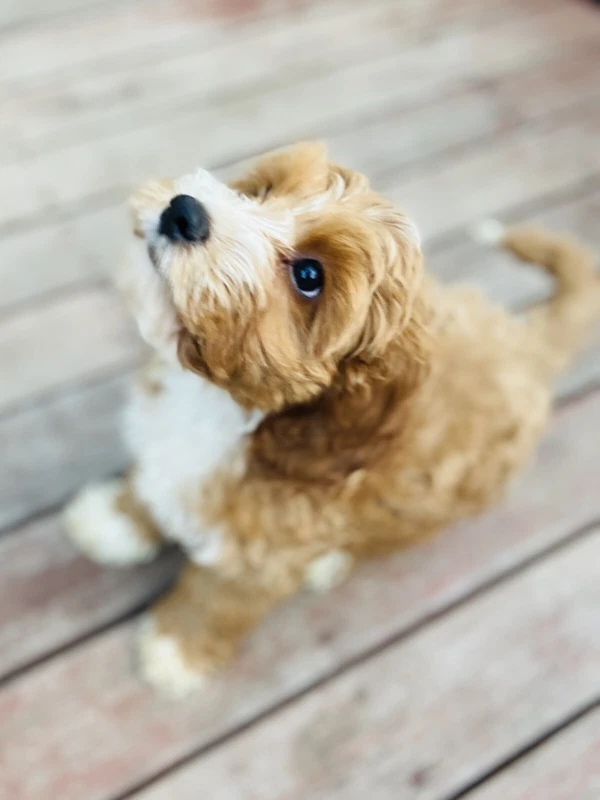 spoodle puppies for sale gumtree
