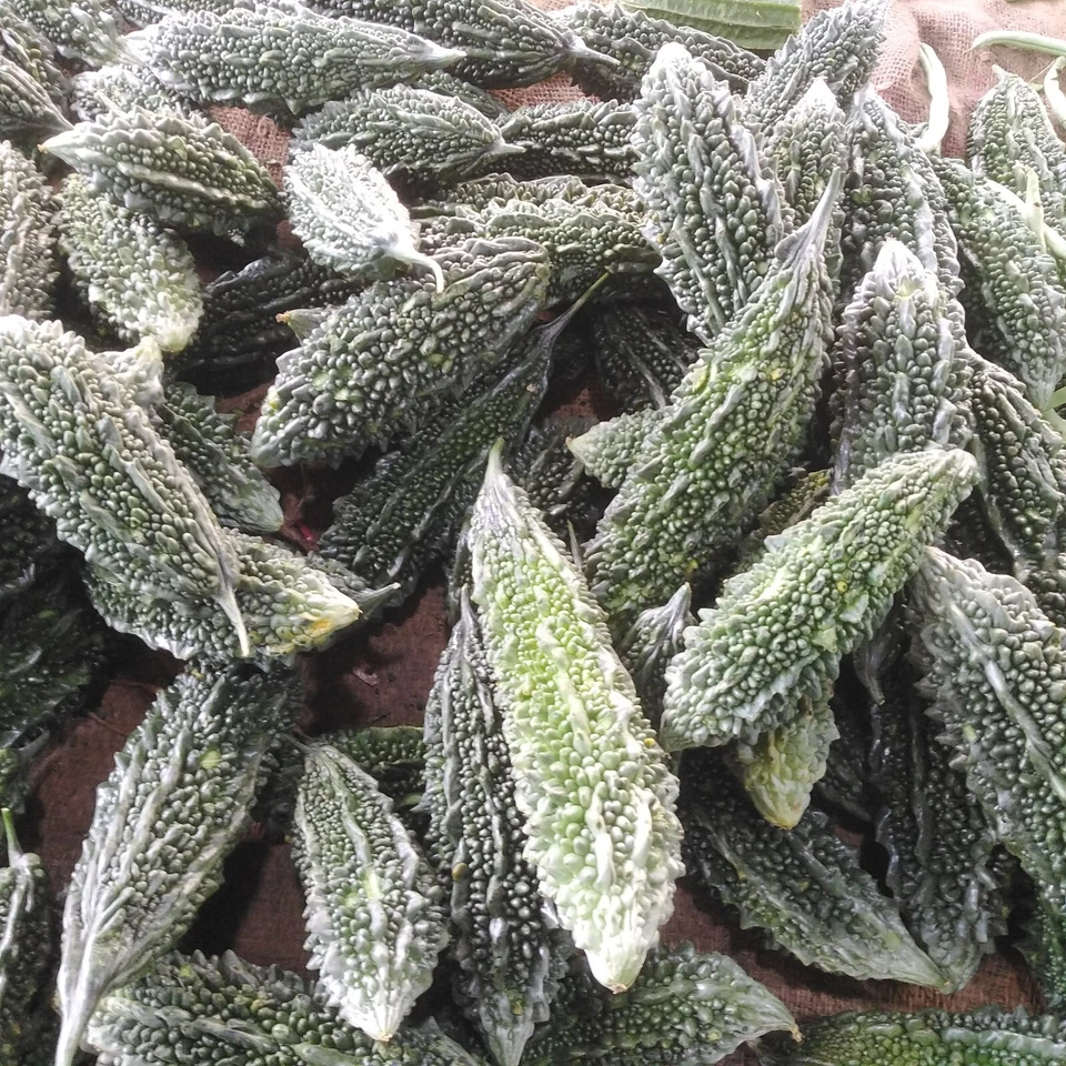 Bolsas de té de calabaza amarga/melón amargo orgánico a base de hierbas control de azúcar en la sangre diabético Foto 3 de 4