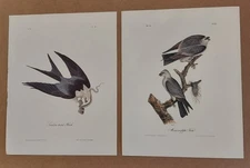 2 Audubon Octavo Birds 1st Ed MS Kite Pl 117 & Swallow Hawk Pl 18 Book Print
