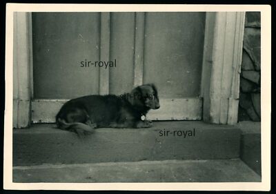 Dackel liegt vor der Haustür - Hund Teckel Dachshund - Foto 13x9cm