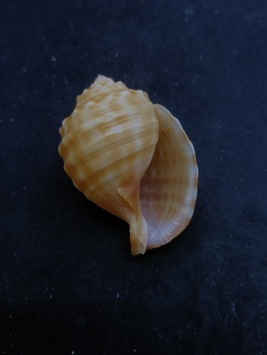 Galeodea echinophora sea shell. 50mm Collector home decor #13846 - Picture 5 of 5
