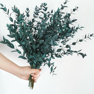 Dried Eucalyptus Leaves 8-14 PCS 4 OZ Blue 14-17'' Stems - Wedding Decor Vase
