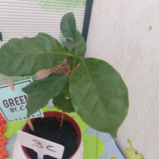 Kaffeebaum Coffea arabica   Steckling    22cm  Gesamt Länge