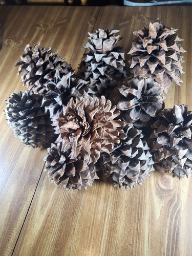 Giant Coulter Pine Cones Lot of 10 5-9 Inch