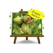 Noce Pecan Cheyenne Frutto Antico  altezza: 120~140 cm Eta: 2 anni Vaso:20x26 cm