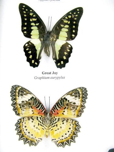 15 echte geprepareerde vlinders in een vitrine Entomologie Taxidermie nieuw - 16 - Afbeelding 4 van 12