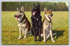 German Shepherds Alsatians Dogs Bergers Allemands Deutsche Schaferhunde Postcard