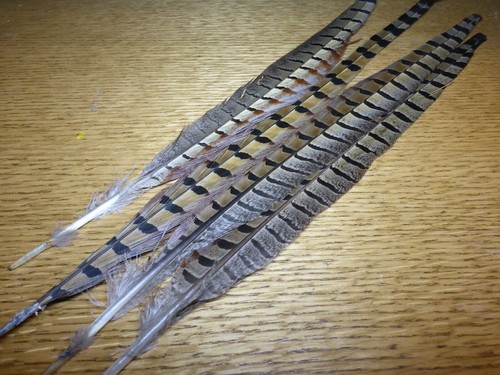 4 x NATURAL RINGNECK PHEASANT TAIL FEATHERS - NEW FLY TYING MATERIALS PT TAILS - Picture 2 of 6