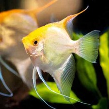 4-Pack Gold Angelfish 1.5 2.0 Body Live Freshwater Fish for Community Aquariu