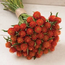 40 Gomphrena Orange seeds