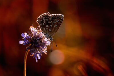 Anime Flower Bokeh Insect Macro  Gaming Mat Desk 14067
