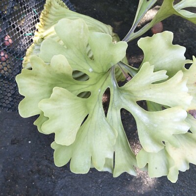 Spores of Platycerium ridleyi Wide Staghorn Fern Species