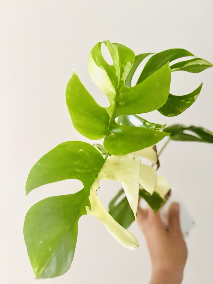 Rhaphidophora Tetrasperma Albo-mint Variegated Plant | eBay