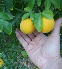 Flying Dragon Orange Bush Poncirus Trifoliata 2024 HARVEST 100+ Seeds CLEARANCE!