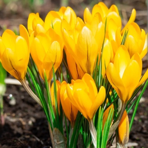 PICK & MIX PREMIUM Botanical CROCUS Spring BULBS RHS BLACK FRIDAY BEE LOVE - Picture 28 of 45