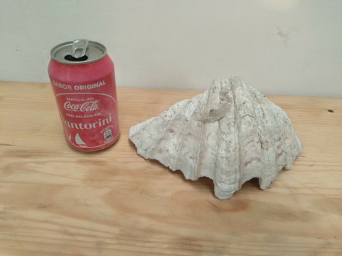 BIG large Sea urchin shell Conch mollusc gastropods 8.27" rare unknown species