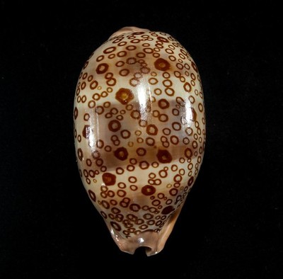 SEASHELL - Cypraea argus-GOOD PATTERN, 78.6MM, VIETNAM
