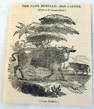 1832 small magazine engraving ~ CAPE BUFFALO - BOS CAFFER