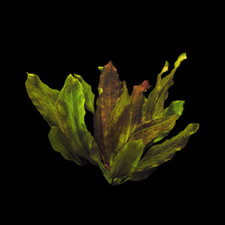 Echinodorus Ozelot Red Aquarium Plants Factory